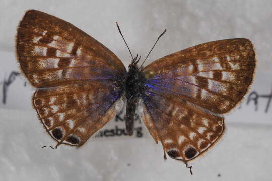 Image of Leptotes