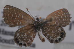 Image of Pygmy Blues