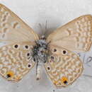 Image of Lepidochrysops