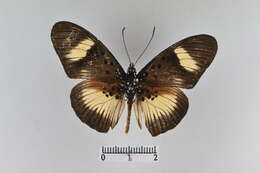 Image of Pseudacraea