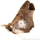 Image of <i>Episparina tortuosalis</i>