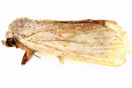 Image of Ambadra rafflesi Moore 1859