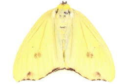 Arctornis rutila Fabricius 1781 resmi