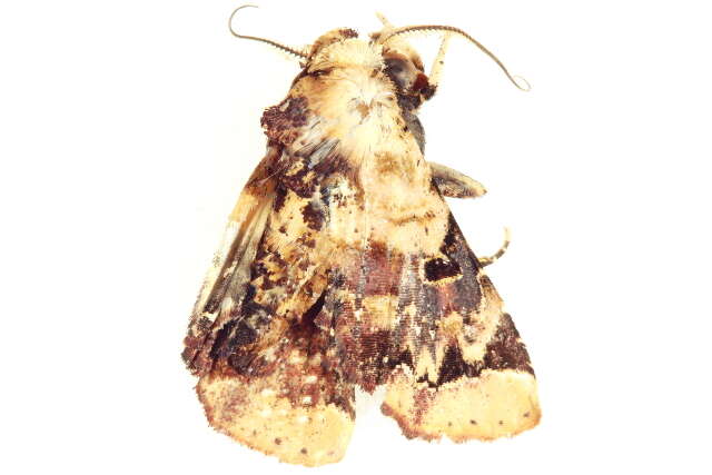 Image of <i>Atacira barlowi</i>