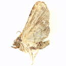 Image of Anigraea deleta Hampson 1891