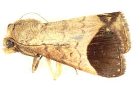 Image of Bocula divergens