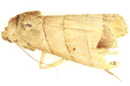 Image of Bocula bifaria