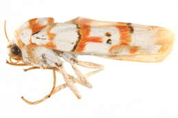 Image of Cyana malayensis (Hampson 1914)
