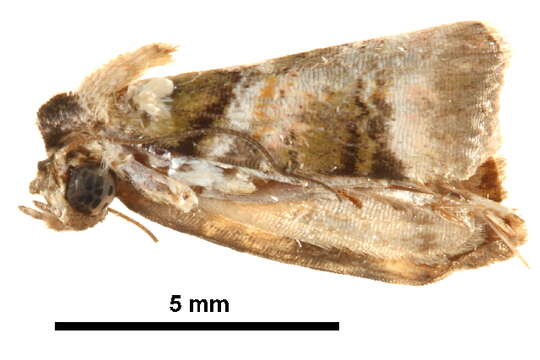 <i>Gyrtothripa variegata</i>的圖片