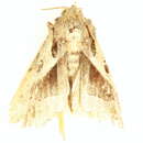 Image de Callopistria ventralis Walker 1864