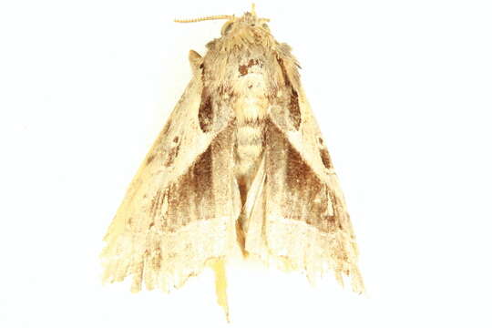 Image de Callopistria ventralis Walker 1864