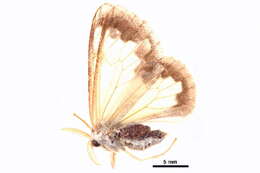 Image of Carriola ecnomoda Swinhoe 1907