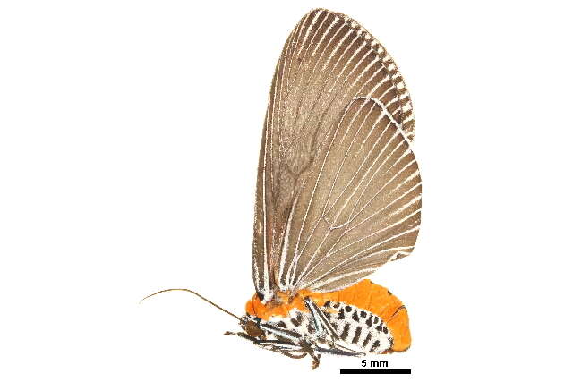 Image of Euplocia Hübner 1819