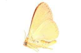 Image of Homodes crocea Guenée 1852