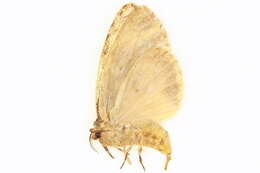 Image of Lymantria kinta Collenette 1932