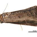 Image of <i>Lophoptera lineigera</i>