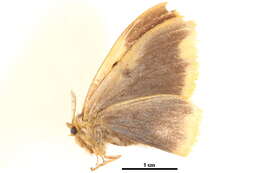 Image of Nygmia javana Aurivillius 1894