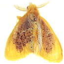 Image of Orvasca sciasticta Collenette 1938