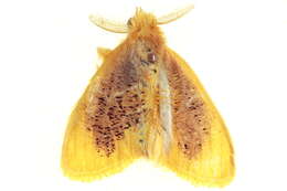 Image of Orvasca sciasticta Collenette 1938