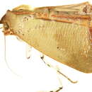 <i>Xenochroa annae</i>的圖片