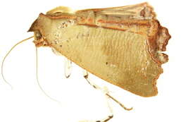 Image de <i>Xenochroa annae</i>