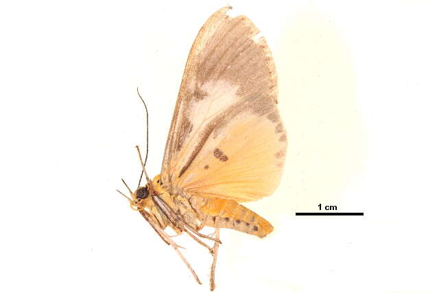 Image of Asota subsimilis Walker 1864