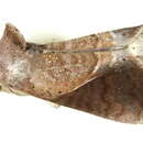 Thoracolophotos albilimitata Hampson 1926的圖片