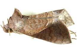 Image of Thoracolophotos albilimitata Hampson 1926