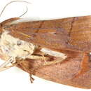 <i>Xenochroa pryeri</i>的圖片