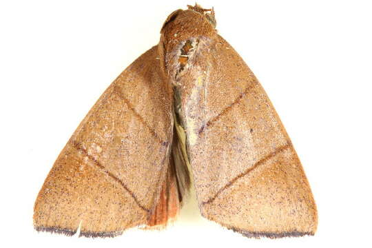 <i>Xenochroa pryeri</i>的圖片