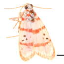 Image of Cyana metaleuca (Hampson 1914)