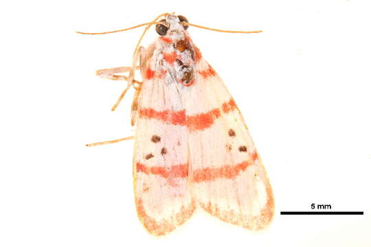 Image de Cyana metaleuca (Hampson 1914)