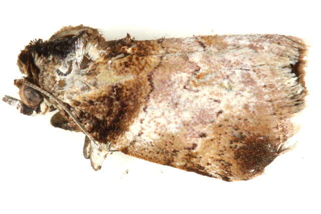 Image of Lophothripa