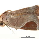 Image of Dyrzela tumidimacula Warren 1913