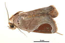 Image of Dyrzela tumidimacula Warren 1913