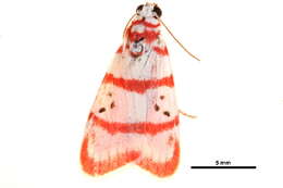 Image de Cyana metaleuca (Hampson 1914)