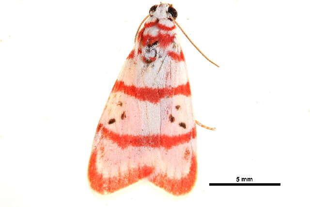 Image de Cyana metaleuca (Hampson 1914)