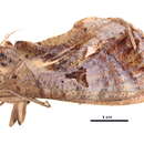 Image of Eudocima phalonia