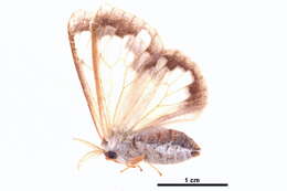 Image of Carriola ecnomoda Swinhoe 1907