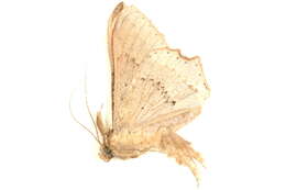 Image of Hulodes caranea Cramer 1780