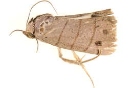 Image of <i>Calymniops dyrzeloides</i>