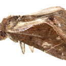 Sivun <i>Hypena telamonalis</i> kuva