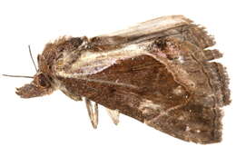 Image of <i>Hypena telamonalis</i>