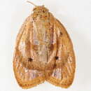 Image of Stictosia flexilisana Walker 1863