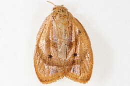 Image of Stictosia flexilisana Walker 1863