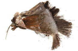 Image of Crithote horridipes Walker 1864