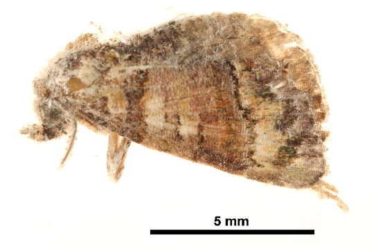 Image of Chlumetia transversa Walker 1863