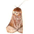 Image of <i>Diehlea tumida</i>