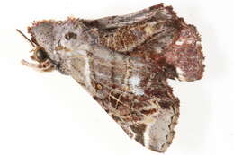 Image of Atacira