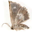 Image of Enispodes purpurea Hampson 1910